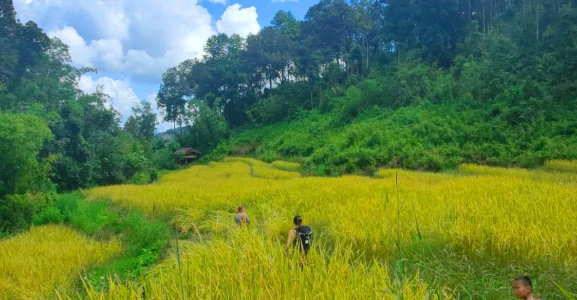 Chiang Mai: Elephant Sanctuary & Jungle Trek w/ Waterfall - Jungle trek to Mae Wang Waterfall: short hike, big payoff
