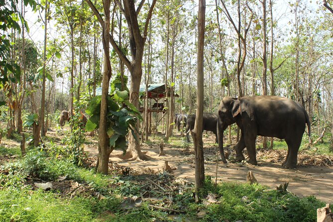 Chiang Mai Elephant Sanctuary Small Group Ethical Tour - Key Highlights You’ll Care About