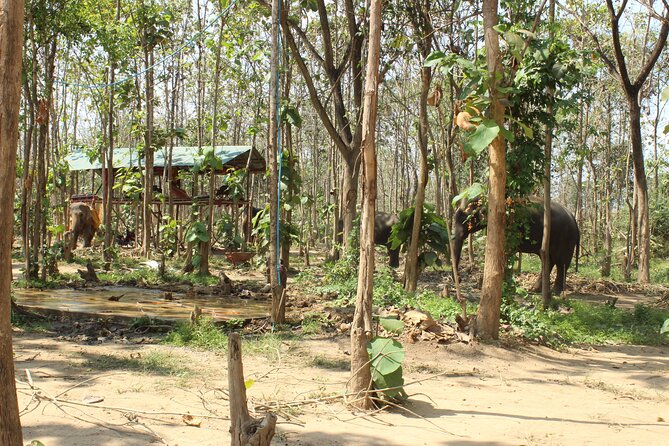 Chiang Mai Elephant Sanctuary Small Group Ethical Tour - Morning or Afternoon: How the Schedule Really Affects Your Day