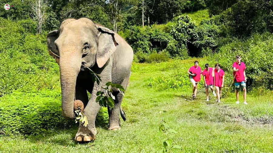 Chiang Mai: Elephant Sanctuary & Suthep Temple Sunrise View - Why this Chiang Mai combo works: temple sunrise + elephant observation