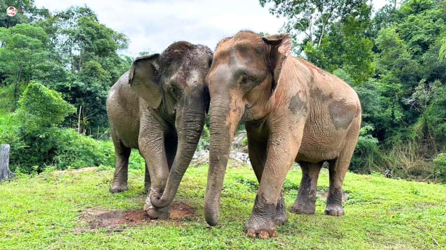 Chiang Mai: Elephant Sanctuary & Suthep Temple Sunrise View - Breakfast and a guided walk among temple paths