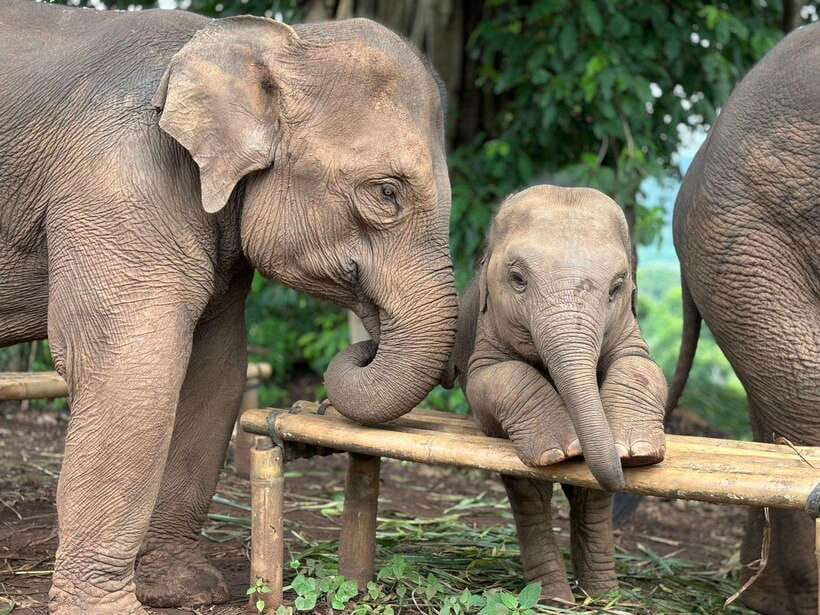 Chiang Mai: Elephant Sanctuary, Waterfall & Bamboo Rafting - The drive out of downtown Chiang Mai is part of the experience