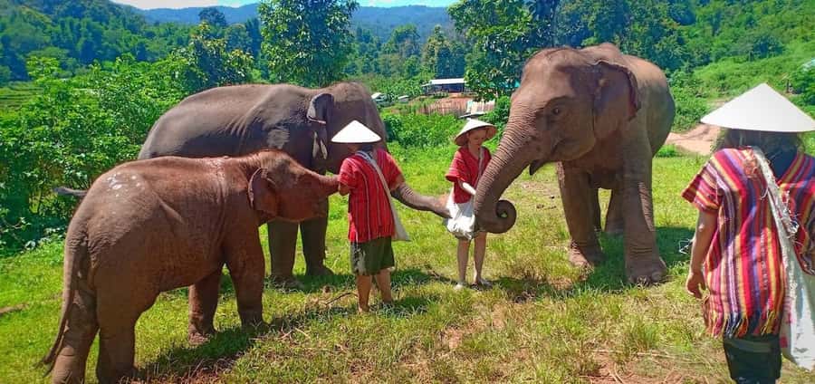 Chiang Mai Elephant Village Life: Long Neck & Bamboo Rafting - Price and value: what $70 covers (and what you’re paying for)