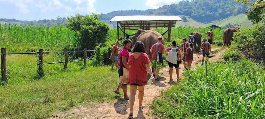 Chiang Mai Elephant Village Life: Long Neck & Bamboo Rafting - A full day that starts with elephants and ends with quiet water