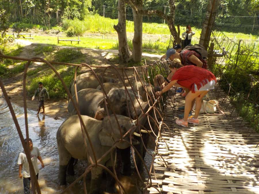 Chiang Mai Elephant Village Life: Long Neck & Bamboo Rafting - Bath time in the river: why swimwear is actually useful