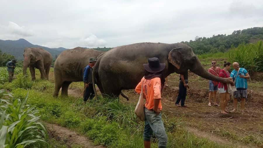 Chiang Mai Elephant Village Life: Long Neck & Bamboo Rafting - Mae Wang Waterfall: the trek and the payoff of forest cool-down