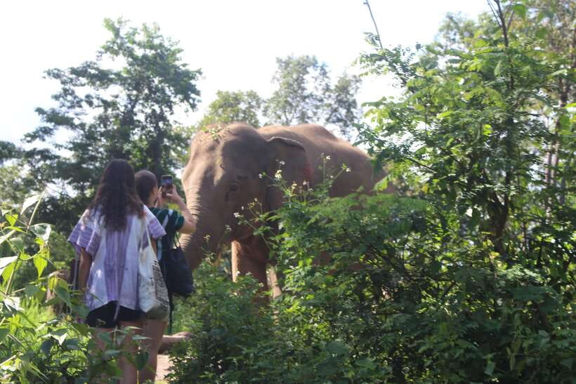 CHIANG MAI ELEPHANT VILLAGE SANCTUARY JUNGLE ADVENTURE - Waterfall cool-down and river time: a memorable way to watch elephant behavior
