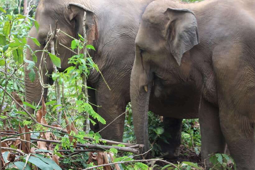 CHIANG MAI ELEPHANT VILLAGE SANCTUARY JUNGLE ADVENTURE - Lunch with Ken’s family and how to keep the day comfortable