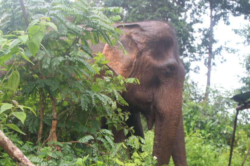 CHIANG MAI ELEPHANT VILLAGE SANCTUARY JUNGLE ADVENTURE - FAQ