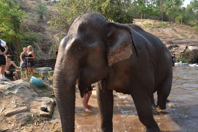 Chiang Mai Elephant Village Sanctuary Visit with Waterfall! - Key Highlights You’ll Actually Feel