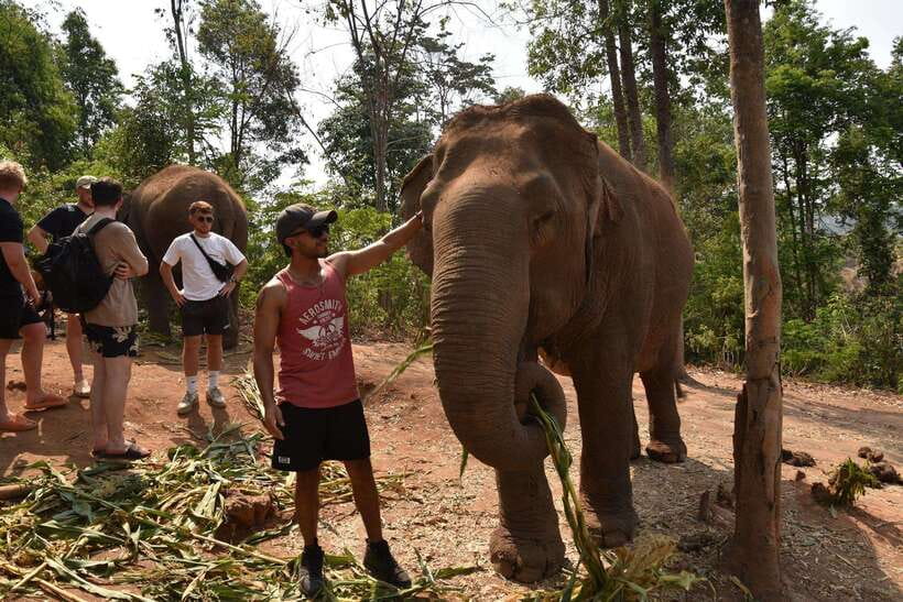 Chiang Mai Elephant Village Sanctuary Visit with Waterfall! - Price and Value: Is $51 Worth It?
