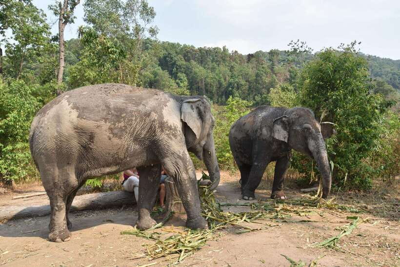 Chiang Mai Elephant Village Sanctuary Visit with Waterfall! - What to Bring: Gear That Makes the Day Work
