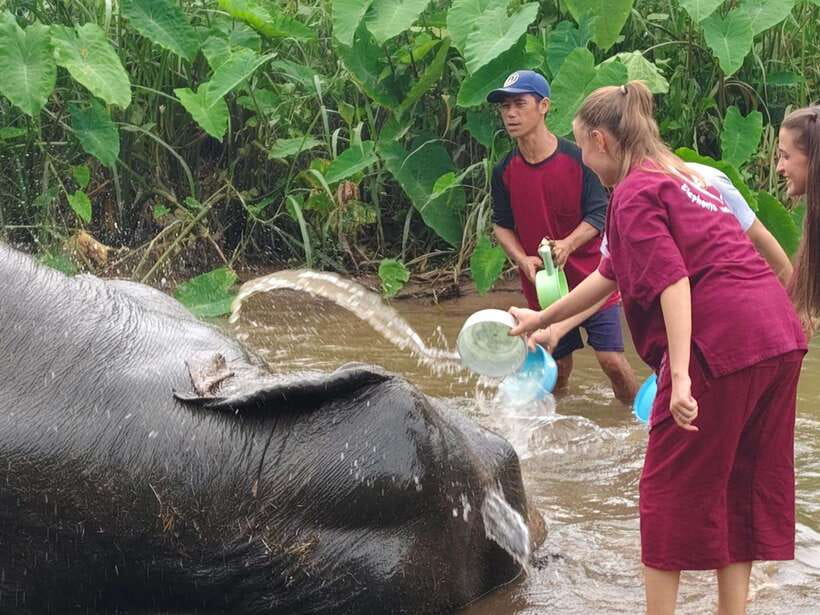 Chiang Mai: Elephants, Sticky Waterfalls, Market and Temple - Market Morning in Chiang Mai: Bugs, Food Talk, and Rural Life