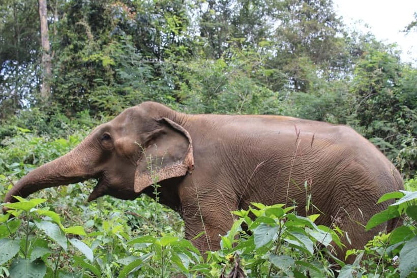 Chiang Mai: Elephants, Waterfall, and White Water Rafting - Waterfall Trek and the 40-Minute Cool-Off Swim