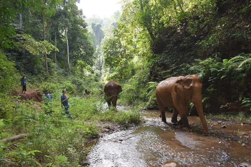 Chiang Mai: Elephants, Waterfall, and White Water Rafting - White-Water Rafting on the Mae Taeng River: 5 km of Action