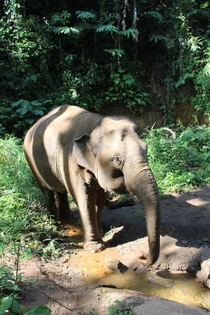 Chiang Mai: Elephants, Waterfall, and White Water Rafting - Price and Value: Is $77 Good for This Three-Stop Day?