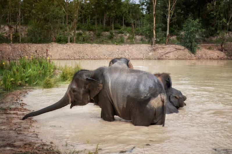 Chiang Mai: Ethical Elephant Encounter Feeding Program - Key things that make this elephant encounter work