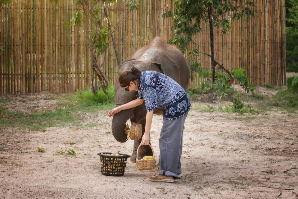 Chiang Mai: Ethical Elephant Encounter Feeding Program - How to Plan the Rest of Your Chiang Mai Day