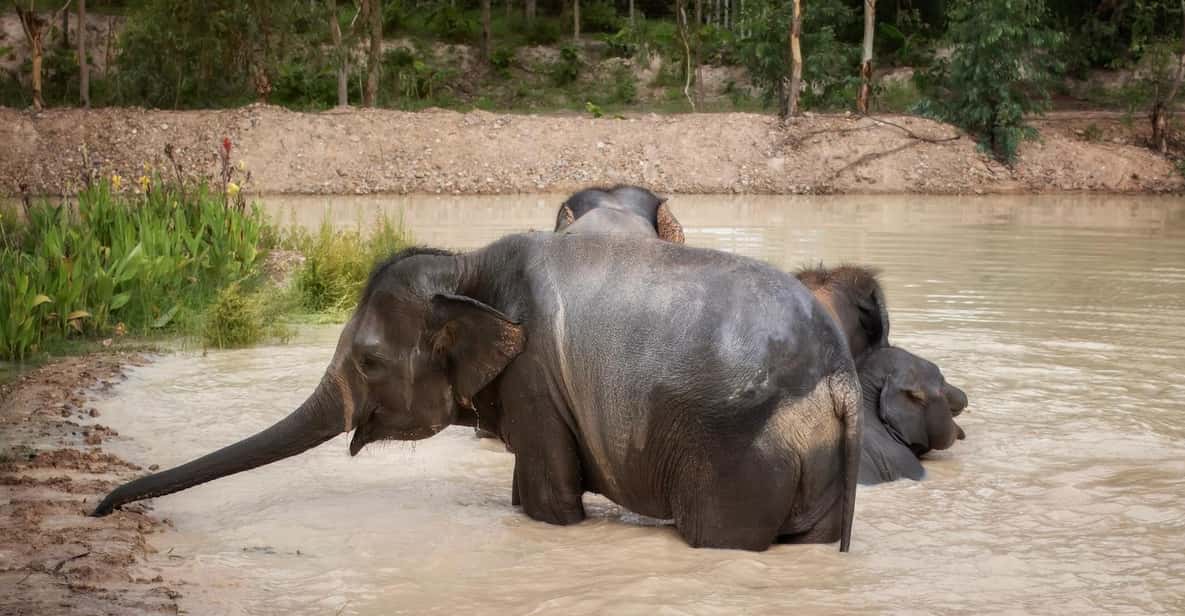 Chiang Mai: Ethical Elephant Encounter Feeding Program - How the One-Hour Flow Usually Feels: Feeding, Watching, Learning