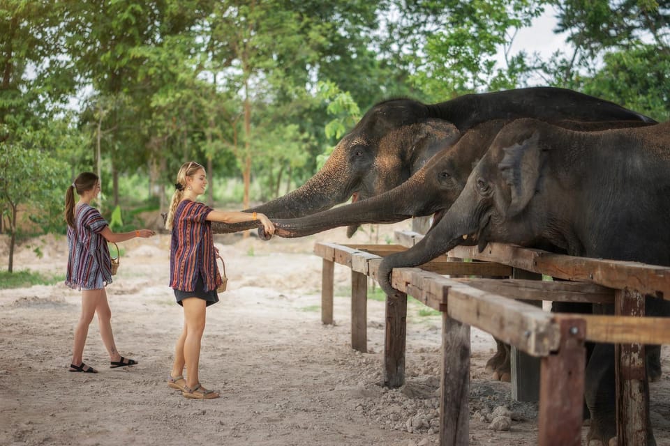 Chiang Mai: Ethical Elephant Encounter Feeding Program - What to Bring for Chiang Mai Sun, Bugs, and Comfort