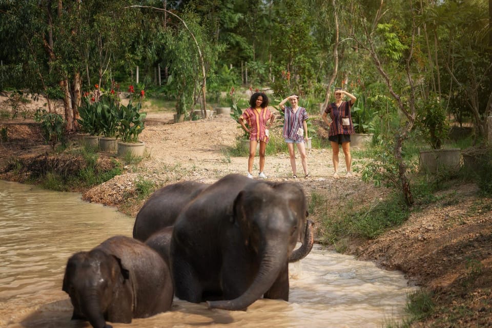 Chiang Mai: Ethical Elephant Encounter Feeding Program - Price and Value: What $22 Buys in a 1-Hour Sanctuary Visit