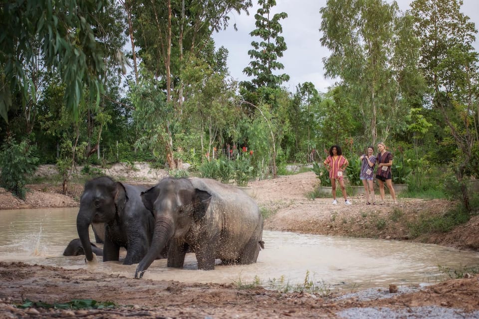 Chiang Mai: Ethical Elephant Encounter Feeding Program - Group Size and Timing: When to Go for a Calmer Experience