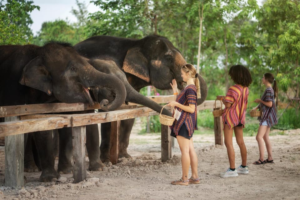 Chiang Mai: Ethical Elephant Encounter Feeding Program - Who This Elephant Feeding Program Is Best For
