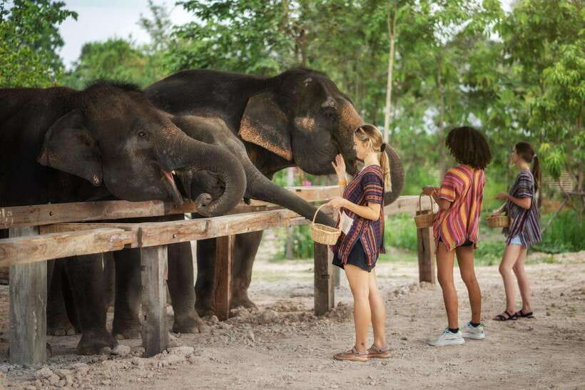 Chiang Mai: Ethical Elephant Feeding & Shower Program - What to pack (and what to wear) so the rain shower is painless