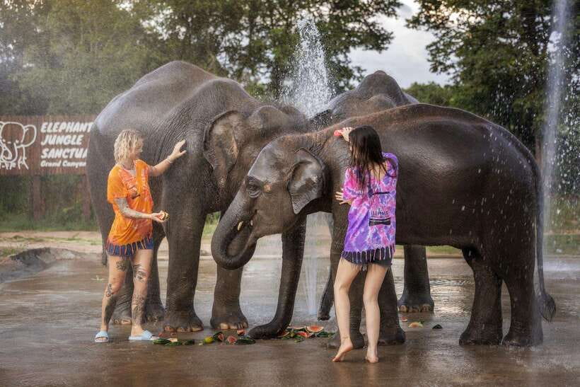Chiang Mai: Ethical Elephant Feeding & Shower Program - Feeding from the viewing platform: fruit, veggies, and elephant behavior