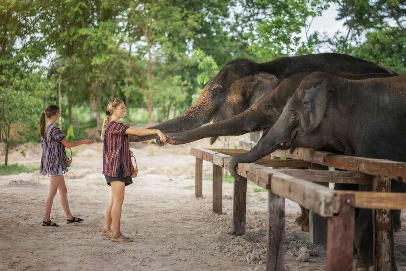 Chiang Mai: Ethical Elephant Feeding & Shower Program - Helping prepare natural dietary supplements