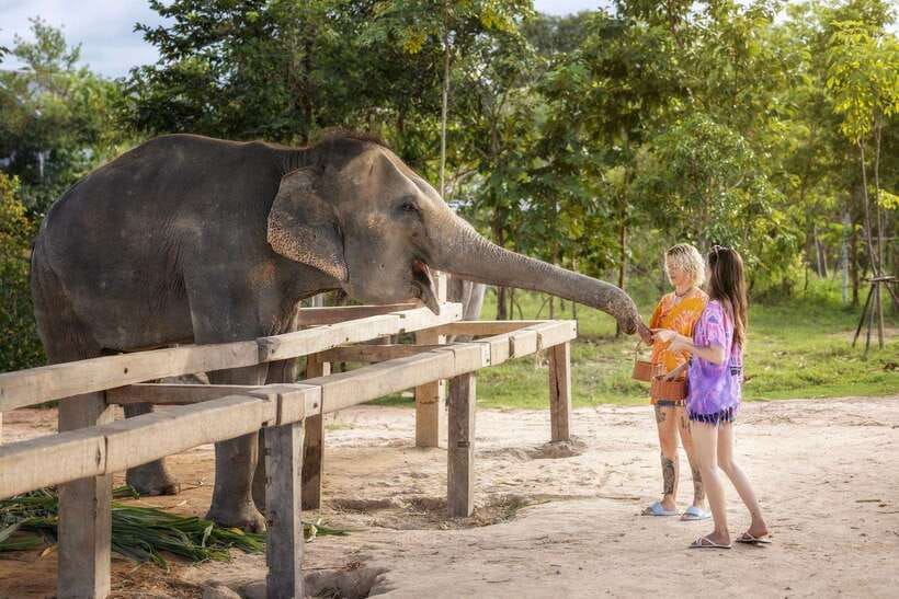 Chiang Mai: Ethical Elephant Feeding & Shower Program - The Elephant Rain Shower: why it’s more than just getting wet