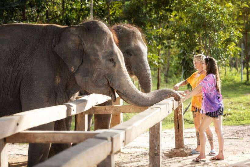 Chiang Mai: Ethical Elephant Feeding & Shower Program - Time at the EJS Education Center: take your pace