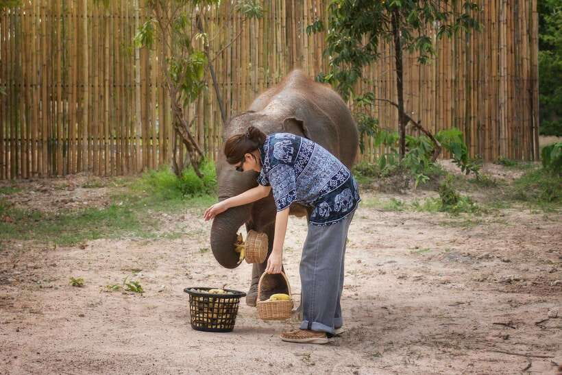 Chiang Mai: Ethical Elephant Feeding & Shower Program - Price and value: is $30 worth 2–4 hours with elephants?