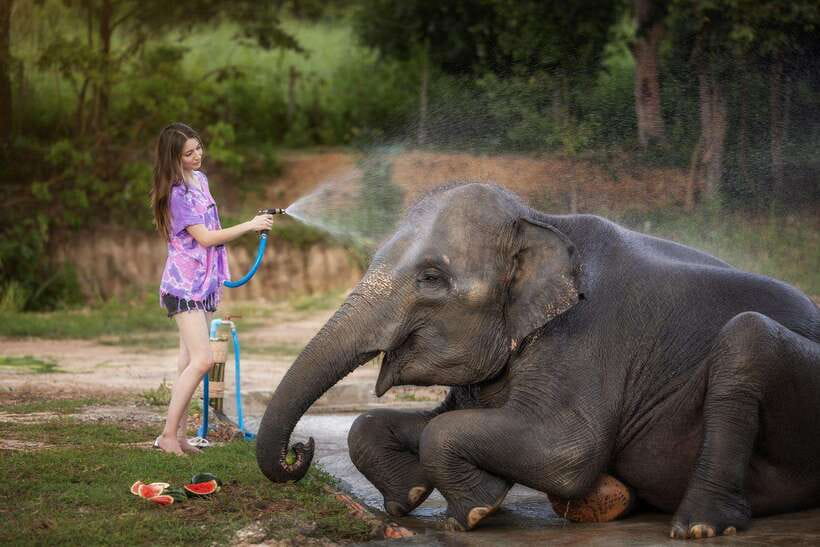 Chiang Mai: Ethical Elephant Feeding & Shower Program - Your start: briefing, safety, and what you actually do