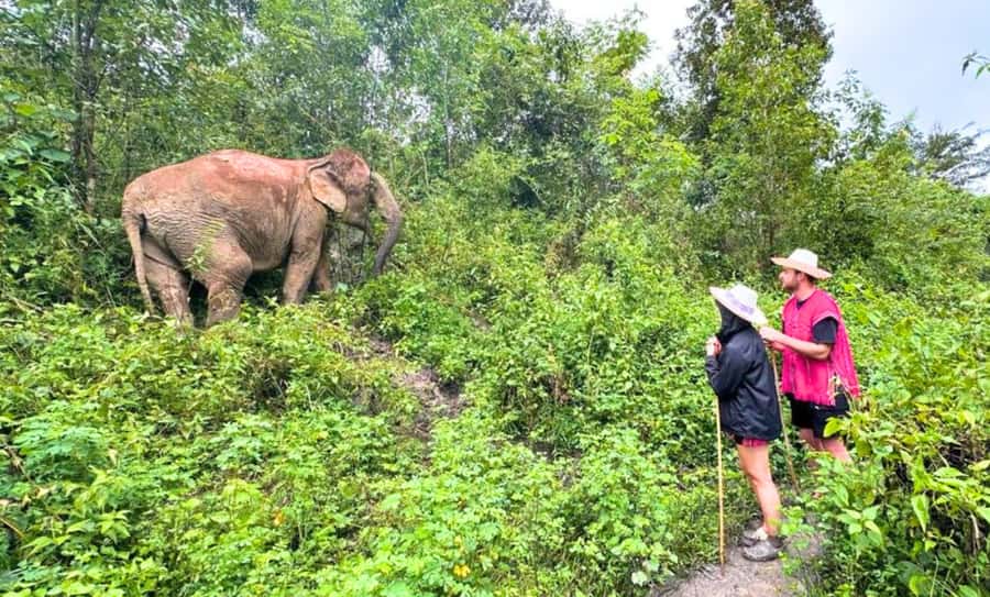 Chiang Mai: Ethical Elephant Sanctuary & Thai Cooking Class - A Full Day Mix in Mae Wang: Elephants, Market Flavors, and Karen Culture