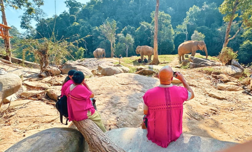 Chiang Mai: Ethical Half Day Elephant Sanctuary & Waterfall - The Jungle Walk Isn’t Long, But It’s Meaningful