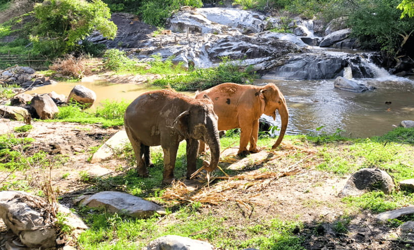 Chiang Mai: Ethical Half Day Elephant Sanctuary & Waterfall - From Chiang Mai Old City: The Van Ride Out to Mae Wang