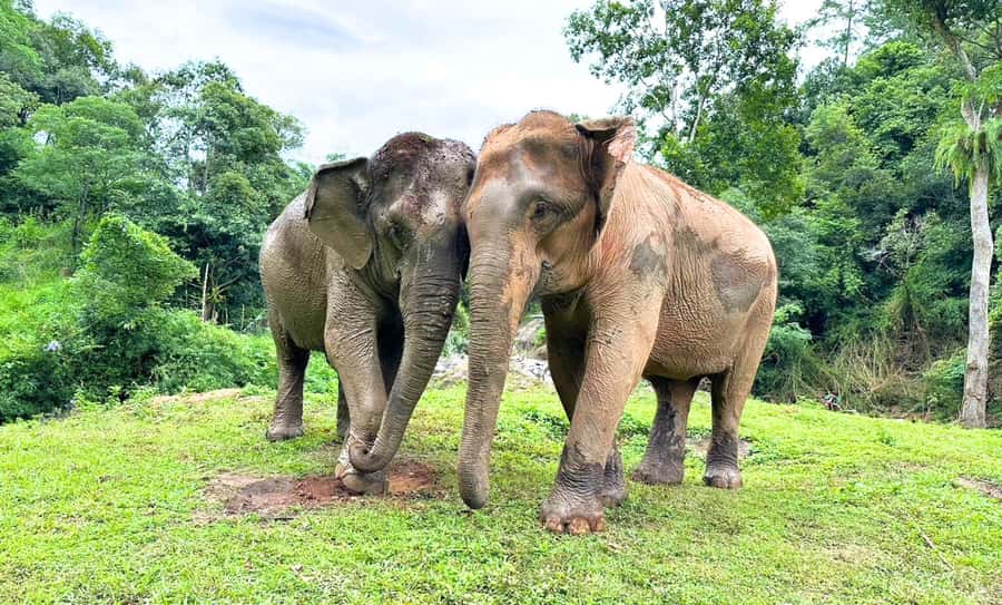 Chiang Mai: Full Day Ethical Elephant Sanctuary & Waterfall - Ethical Elephant Observation at Joy Elephant Sanctuary