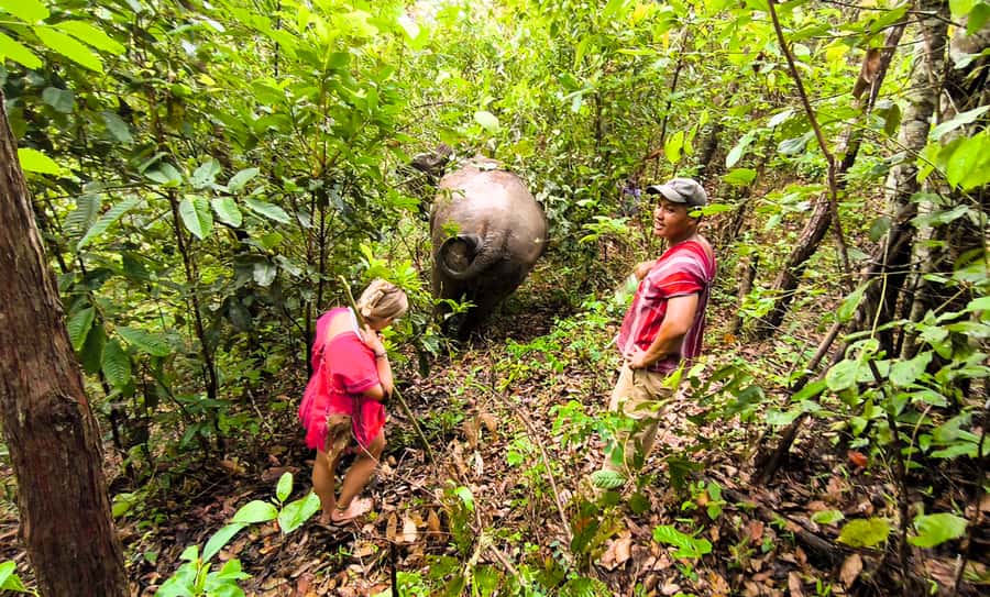 Chiang Mai: Full Day Ethical Elephant Sanctuary & Waterfall - Tea, waterfall views, and elephant observation time