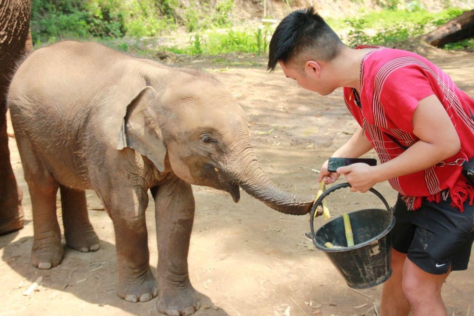 Chiang Mai: Full-Day Kerchor Elephant Eco Park Tour & Trek - Making Herbal Medicine Balls for Elephants