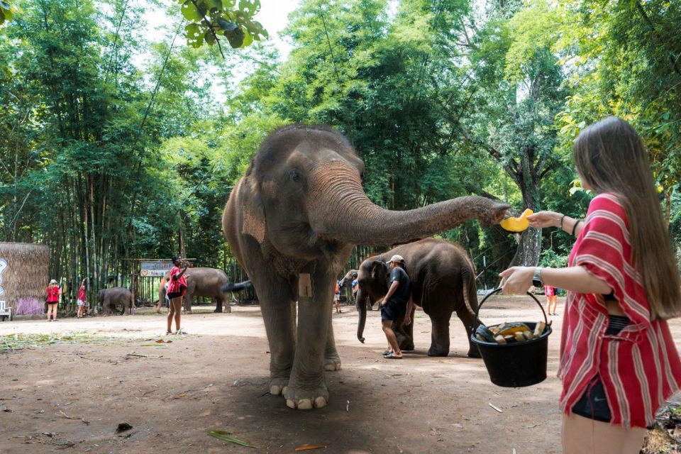 Chiang Mai: Full-Day Kerchor Elephant Eco Park Tour & Trek - Bamboo Rafting on the River: Expect Wet, Cold, and a Real Skill Gap