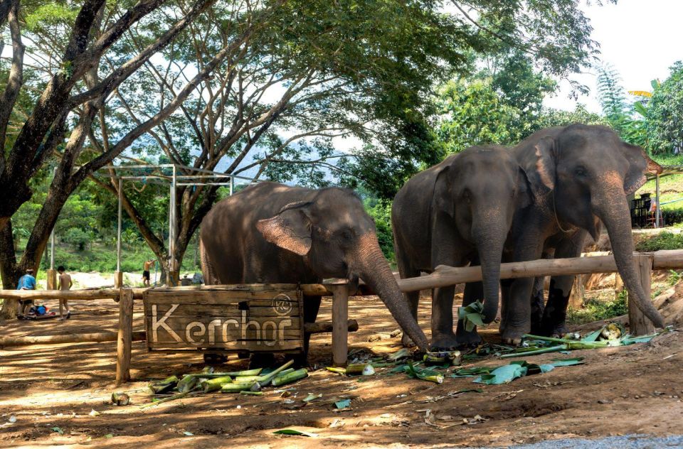Chiang Mai: Full-Day Kerchor Elephant Eco Park Tour & Trek - Trekking to a Roaring Waterfall in Quiet Countryside