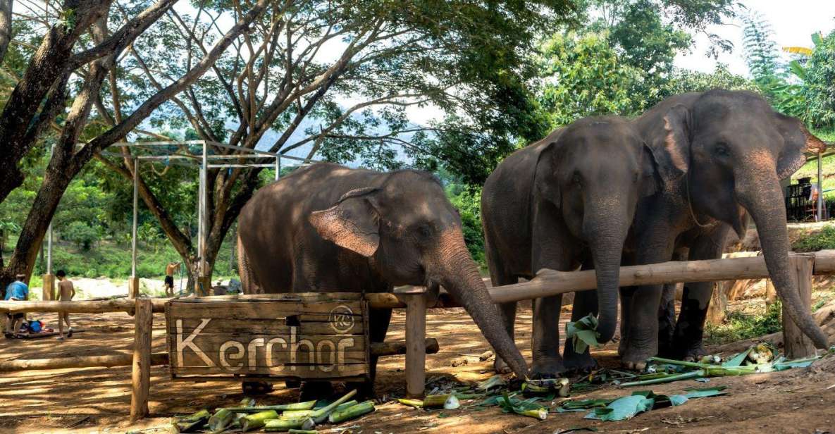 Chiang Mai: Full-Day Kerchor Elephant Eco Park Tour & Trek - Price and Value: Is $57 for Kerchor Worth It?