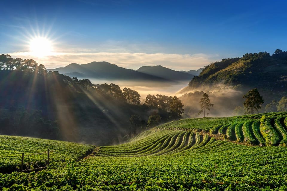 Chiang Mai: Full-Day Private Car Charter to Doi Ang Khang - Chinese plum gardens, strawberries, and where your camera will earn its keep
