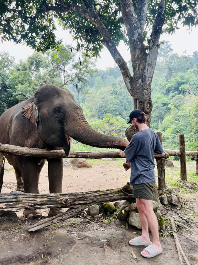 Chiang Mai Full-Day: Trekking, Tubing & Elephant Observation - The Elephant Observation Visit: Safe Distance, No Riding, Real Conservation Focus