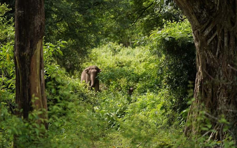 Chiang Mai Half-Day Adventure: River Tubing & Waterfall - Key Things That Make This Tour Work