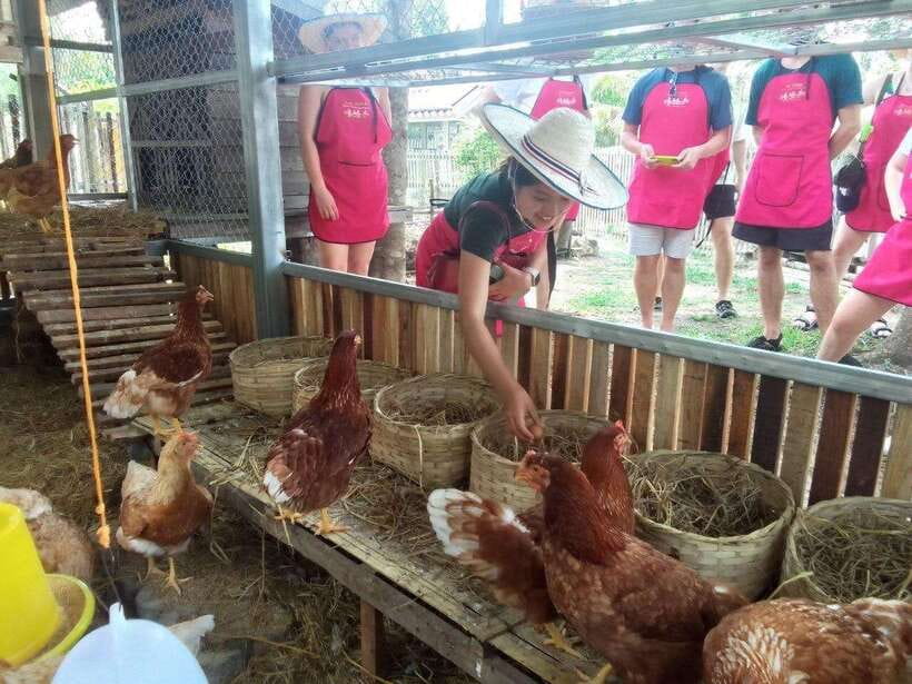 Chiang Mai: Half Day Cooking Class at Organic Farm - Your Kitchen Setup: Individual Stations and an English Instructor