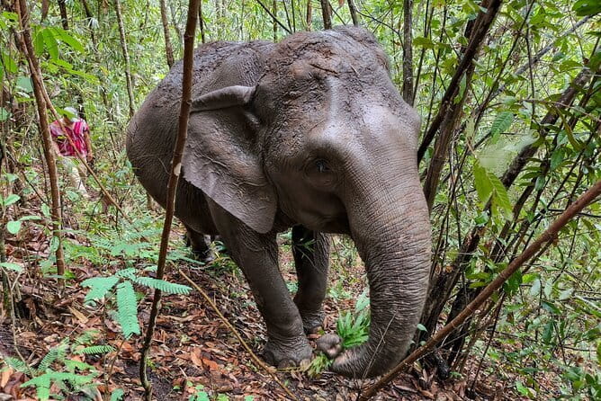 Chiang Mai Half Day Elephant Sanctuary Observation and Waterfall - Walking alongside elephants: the real terrain you need to know