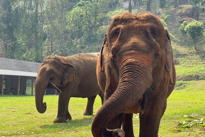 Chiang Mai Half Day Elephant Sanctuary Observation and Waterfall - Who should book this, and who should skip it