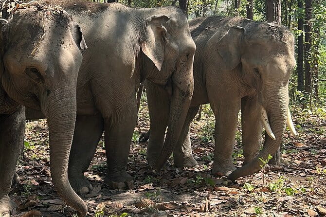 Chiang Mai Half Day Tour: Doi Inthanon Elephant Sanctuary - Entering Doi Inthanon: Why This Elephant Tour Feels Different